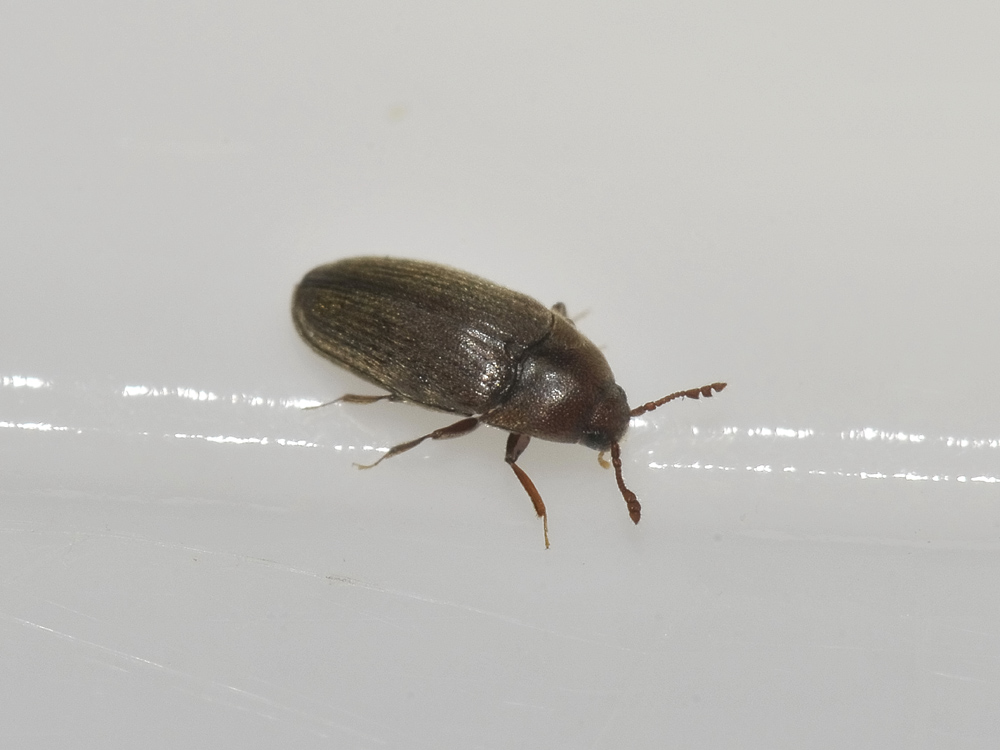 Throscidae: Trixagus sp.